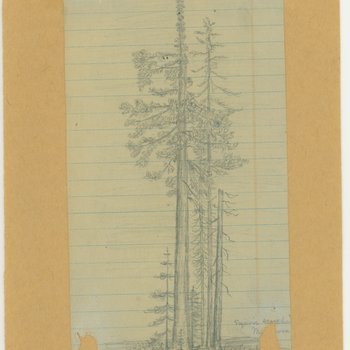Trees - Sequoia Scorched, Mariposa Grove, 1875