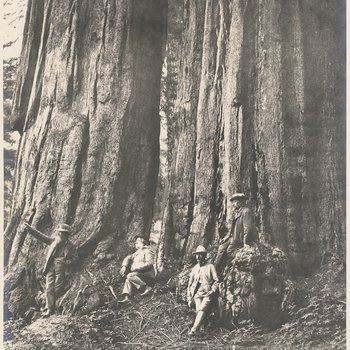 A Visit to the Giant Forest, 1902