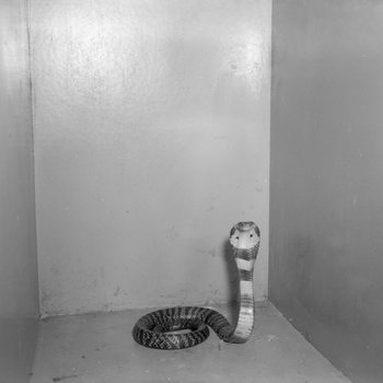 Snake in a box or cage, Stroop's Snake Farm, Bowmans Crossing, Va.