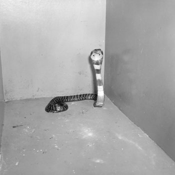 Snake in a box or cage, Stroop's Snake Farm, Bowmans Crossing, Va. 2