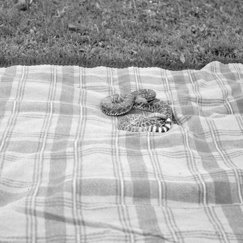 Snake on a blanket outside. Stroop's Snake Farm. Bowmans Crossing, Va.