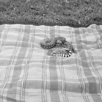 Snake on a blanket outside. Stroop's Snake Farm. Bowmans Crossing, Va. 2