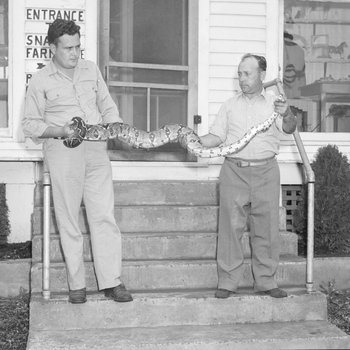 Two men holding a large snake outside the front door of Stroop's Snake Farm. Bowmans Crossing, Va.
