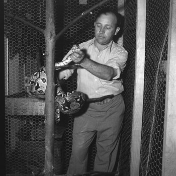Inside of Stroop's Snake Farm, a man handling a snake inside of its cage. Bowmans Crossing, Va.