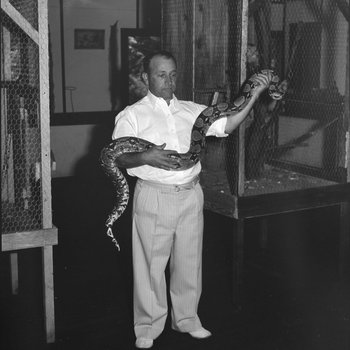Inside of Stroop's Snake Farm, a man holding a large snake. Bowmans Crossing, Va.