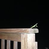 The Praying Mantis and the Observance of Nature