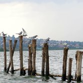 Birds at Lake Victoria
