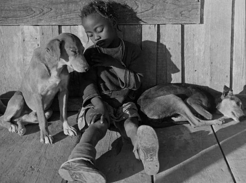 Sharecroppers daughter sleeping in the sun with her dogs after a long day