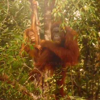 "Orangutan Mother and Child"