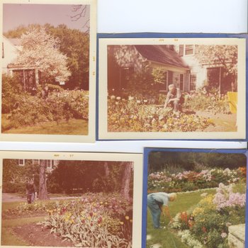 Four Pictures of Curt Gardner, Gardener for the Milwaukee Sanitarium