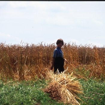 Amish boys threshing wheat