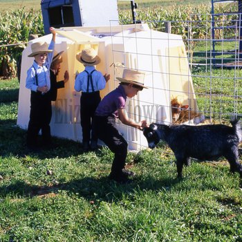 Amish boys with goat and calf