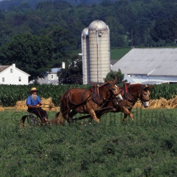 Amish man working in field with mules