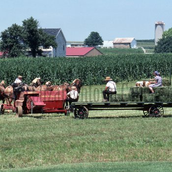 Amish family baling hay