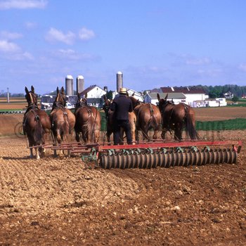 Amish man working in field