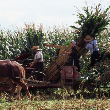 Amish family harvests corn