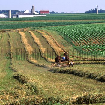 Amish boy raking hay