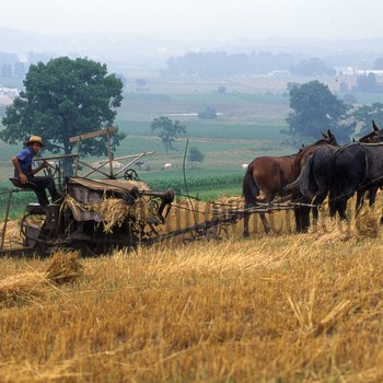 Amish farmer harvesting wheat