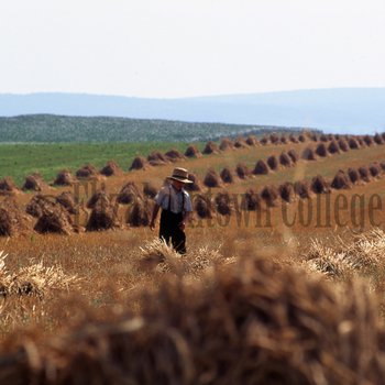 Amish boy in wheat field