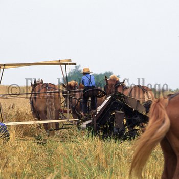 Amish boy working in wheat field