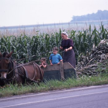 Amish woman driving mules with two girls