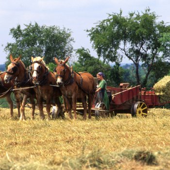 Amish woman baling hay