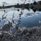 Dreaming of Lakeside Lavender