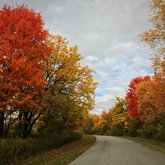 A Road Framed by Fall