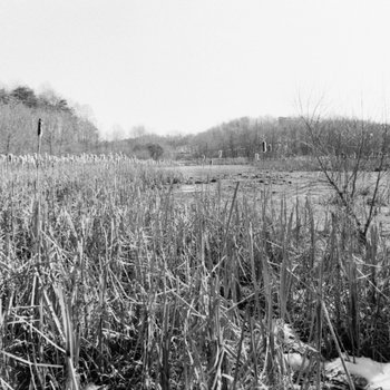 College Lake Flora and Fauna, 1974 17