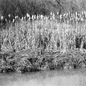 College Lake Flora and Fauna, 1974 5