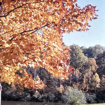 College Lake in Fall, n.d.