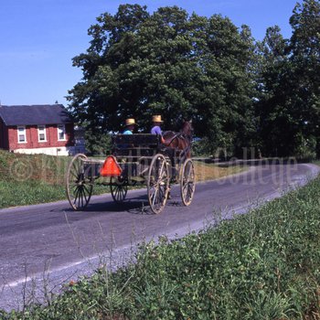 Amish boys riding buggy
