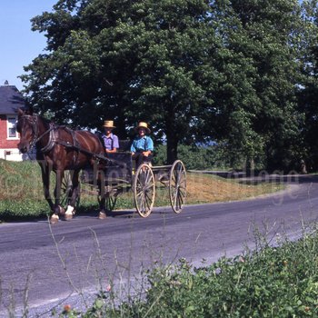 Two Amish boys in open buggy