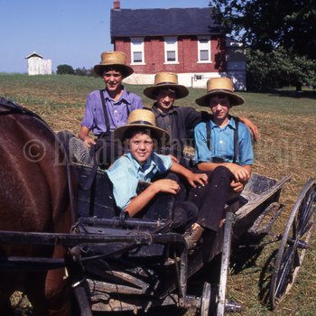 Amish boys in open buggy