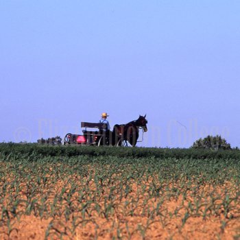 Amish boy driving buggy in cornfield