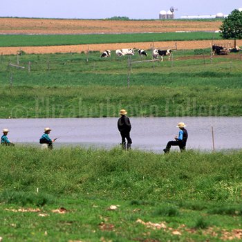 Amish boys fishing near cows in field