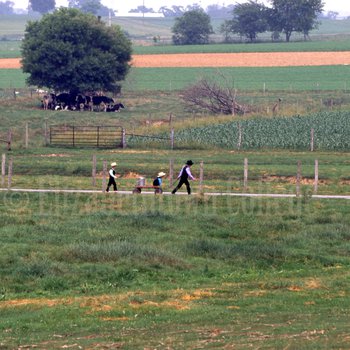 Amish boys walking past fields