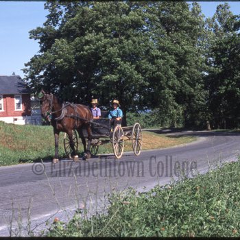 Two Amish boys ride buggy down road