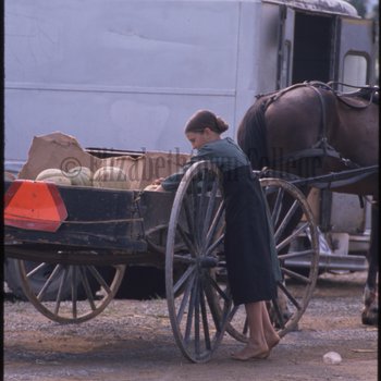 Amish girl putting cantaloupes in buggy