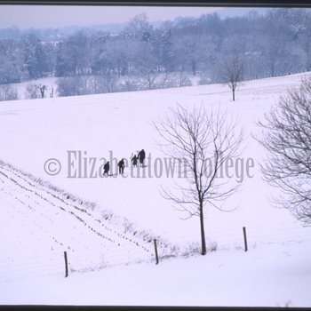Amish group walking with sleds