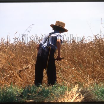 Boy tends to wheat field