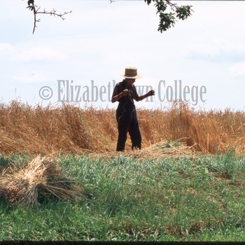 Boy standing with sheaf of wheat
