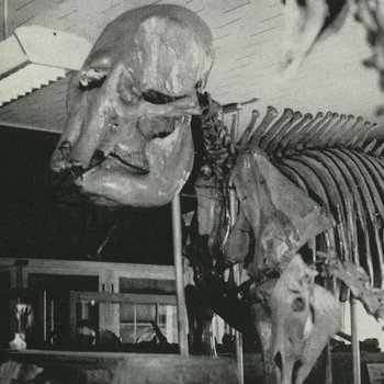 Mastodon in the Walker Museum