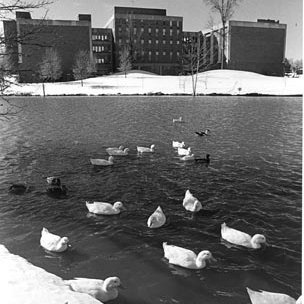 Benton Hall - Bugg Lake - Ducks - Snow 71