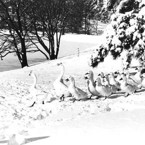 Bugg Lake - Ducks - Snow 72
