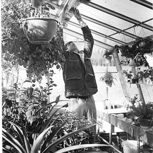 Greenhouse, C. Late 1970s 111
