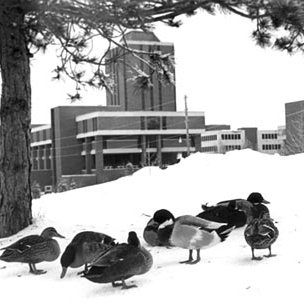 Social Sciences and Business Building - Tower - Ducks, C. 1980s 481