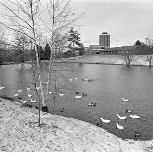 Bugg Lake - Fun Palace - Tower - Ducks, C. Late 1970s 542