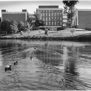 Bugg Lake - Benton Hall - Ducks 543