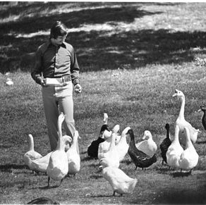 Student Walt Stumper - Ducks, C. 1980s 552